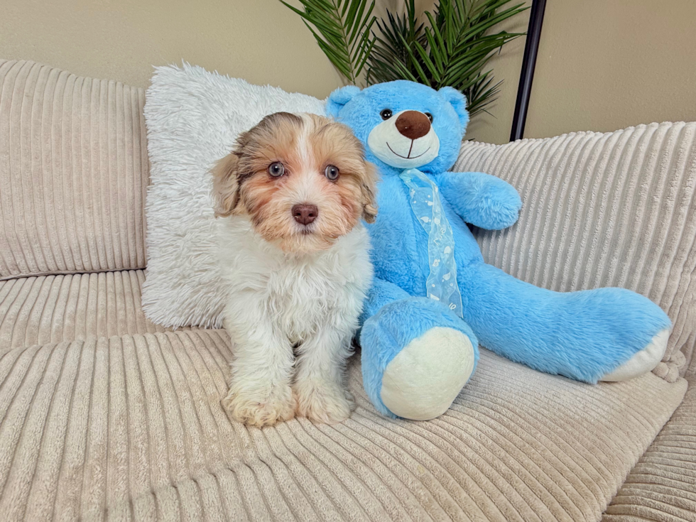 Cute Havadoodle Poodle Mix Puppy