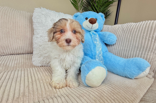 Cute Havadoodle Poodle Mix Puppy