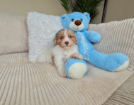 10 week old Havapoo Puppy For Sale - Lone Star Pups