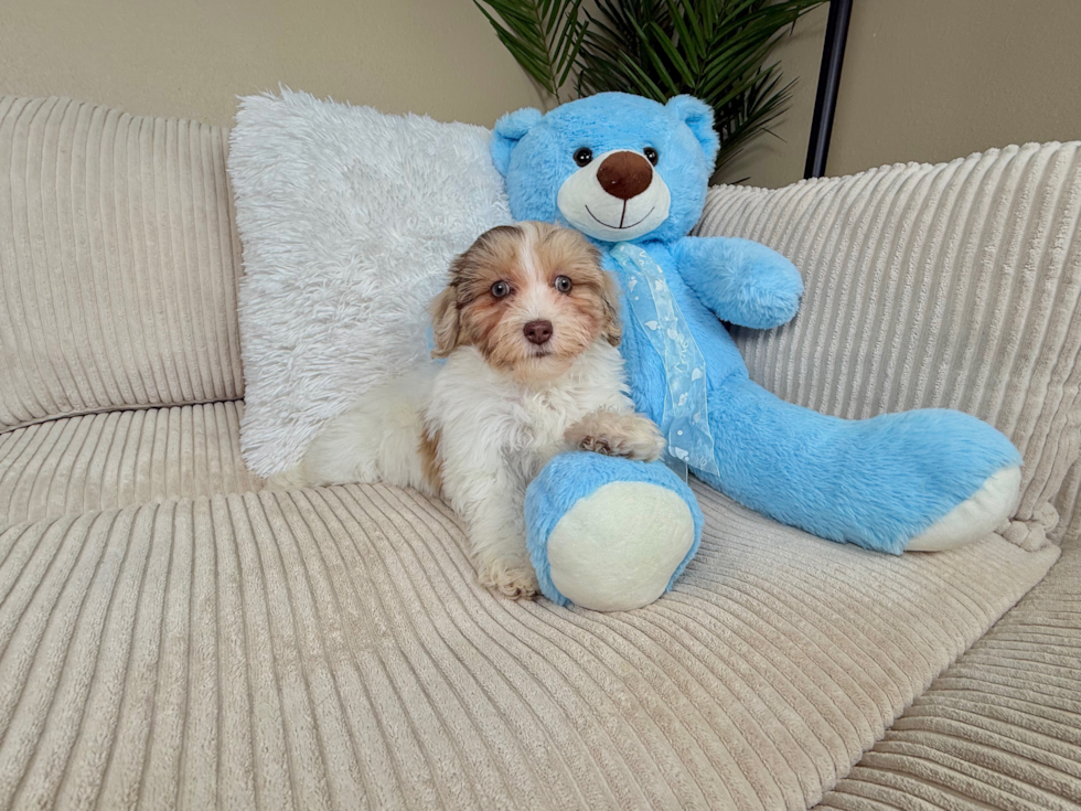 Havapoo Puppy for Adoption