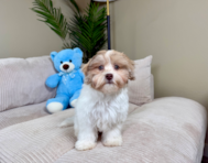 13 week old Havapoo Puppy For Sale - Lone Star Pups