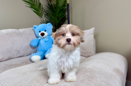Havapoo Puppy for Adoption