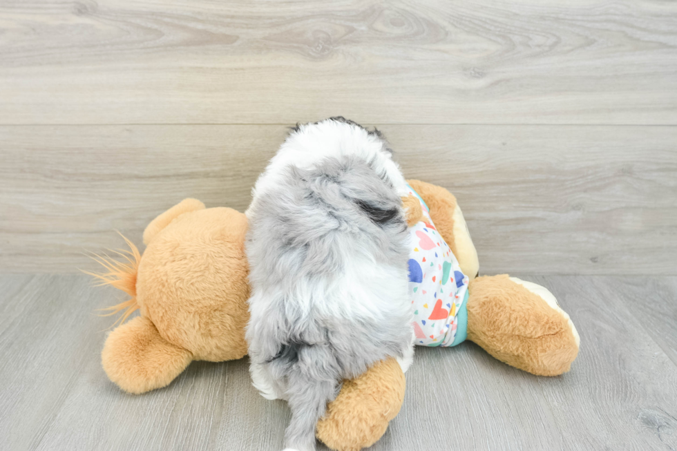 Havapoo Pup Being Cute