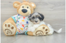 Havapoo Puppy for Adoption