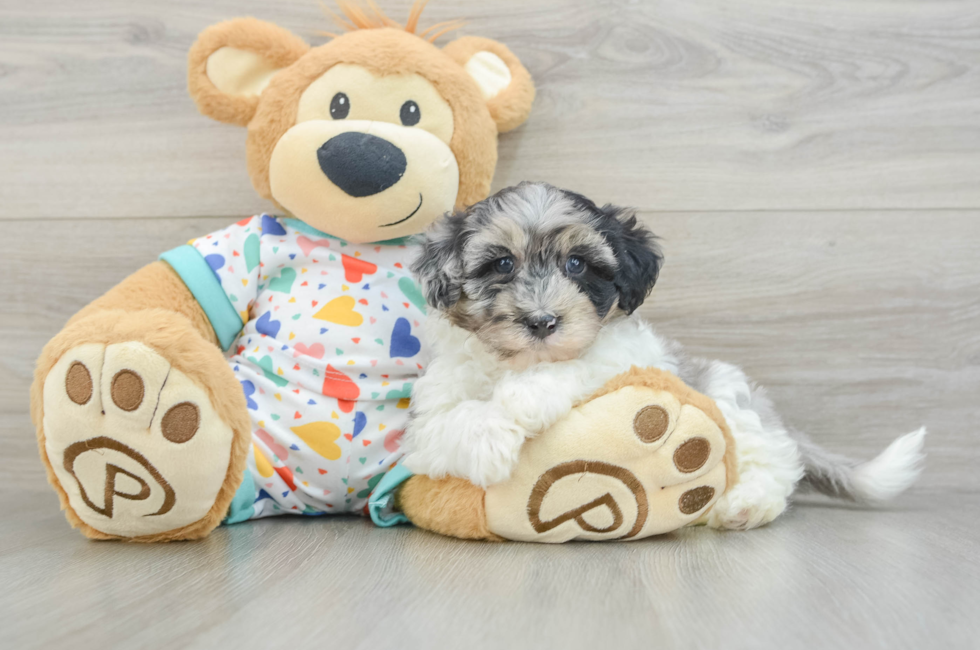 6 week old Havapoo Puppy For Sale - Lone Star Pups