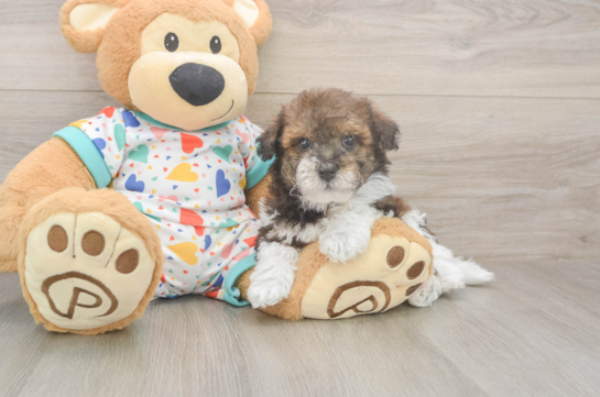 6 week old Havapoo Puppy For Sale - Lone Star Pups Happy Havapoo Baby