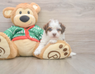 7 week old Havapoo Puppy For Sale - Lone Star Pups