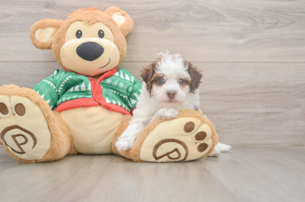 5 week old Havapoo Puppy For Sale - Lone Star Pups