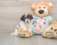 7 week old Havapoo Puppy For Sale - Lone Star Pups