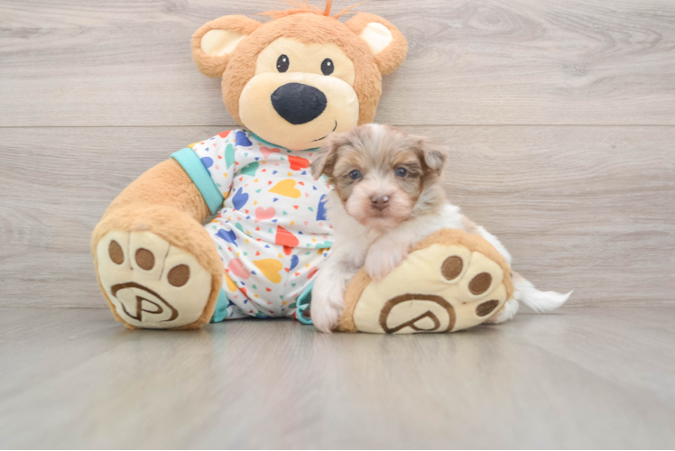 Havapoo Puppy for Adoption