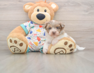 7 week old Havapoo Puppy For Sale - Lone Star Pups