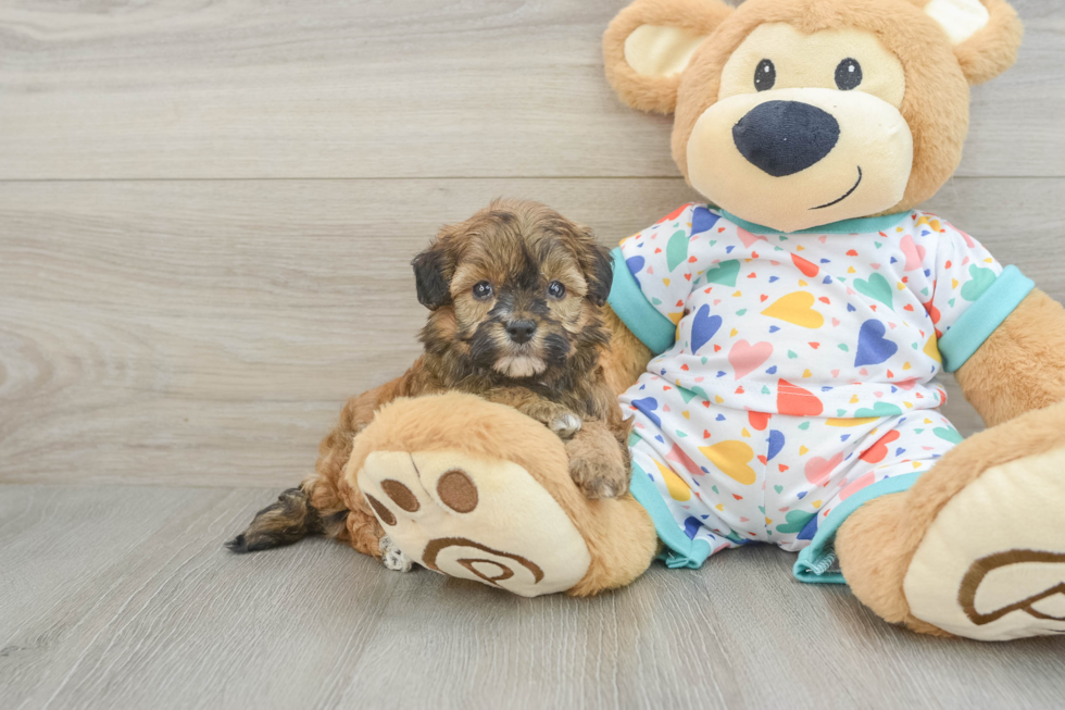 Playful Havadoodle Poodle Mix Puppy