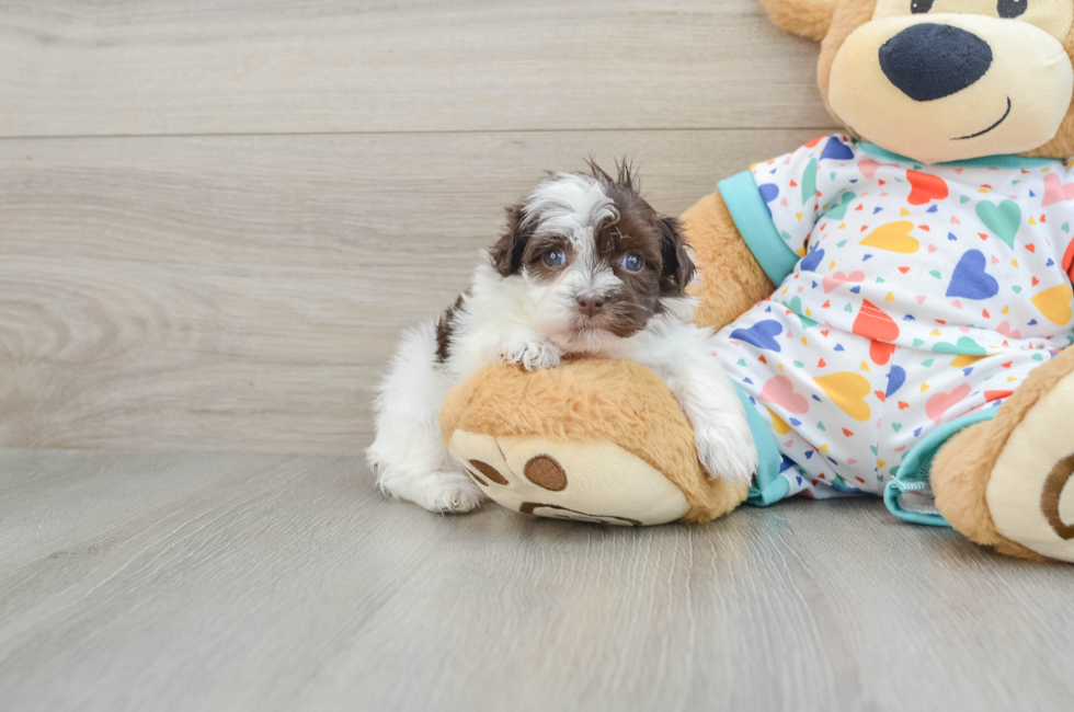 5 week old Havapoo Puppy For Sale - Lone Star Pups