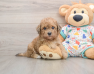 6 week old Havapoo Puppy For Sale - Lone Star Pups