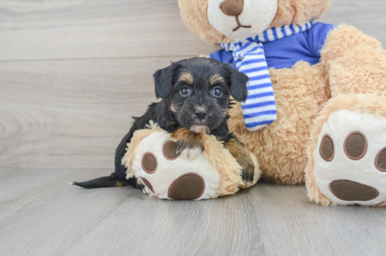 Little Havanese Poodle Mix Puppy