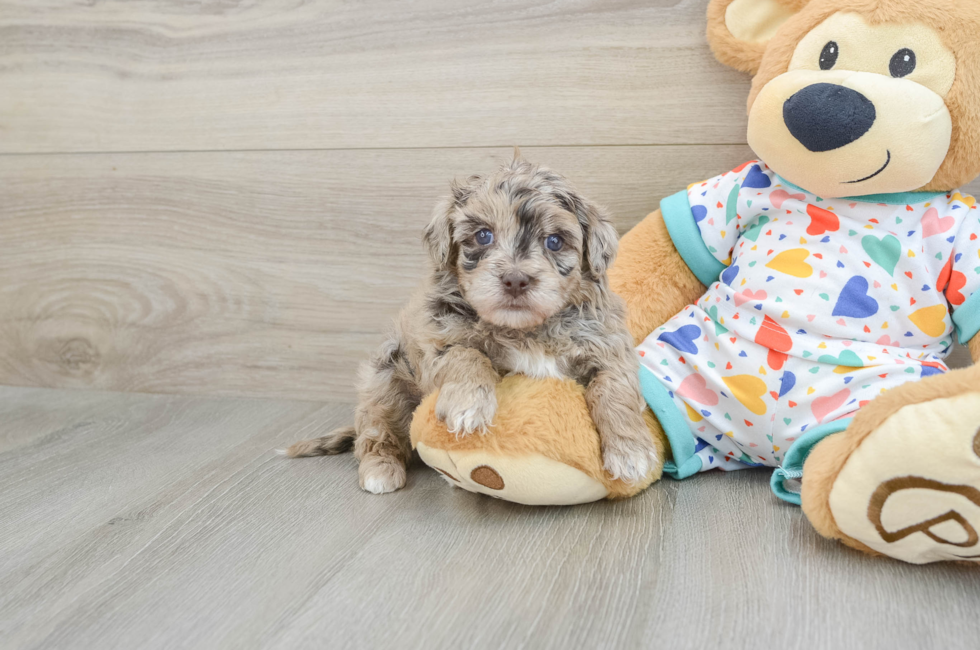 5 week old Havapoo Puppy For Sale - Lone Star Pups