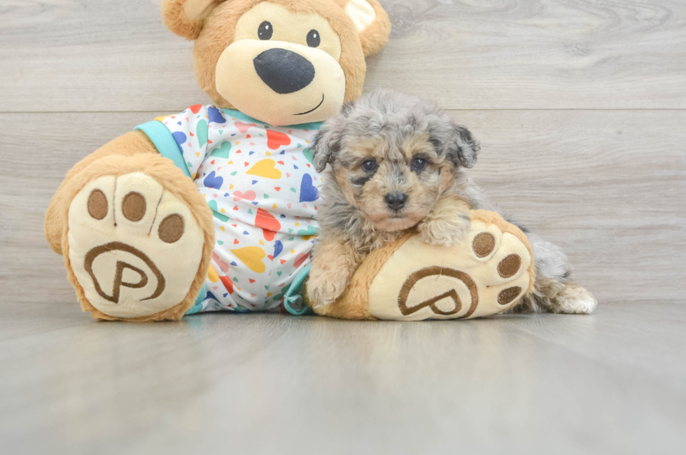 5 week old Havapoo Puppy For Sale - Lone Star Pups