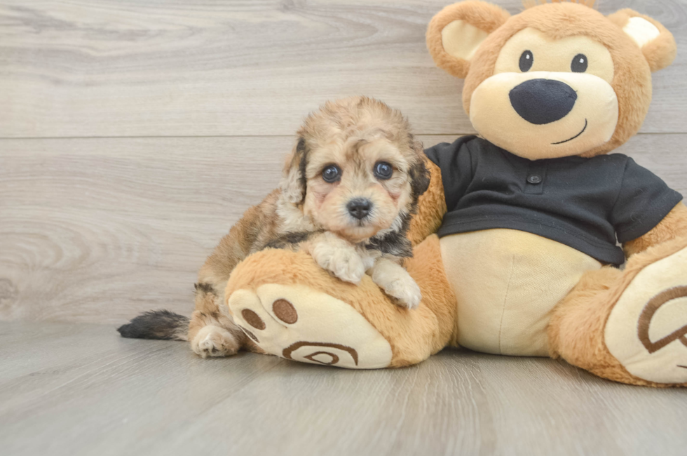 5 week old Havapoo Puppy For Sale - Lone Star Pups