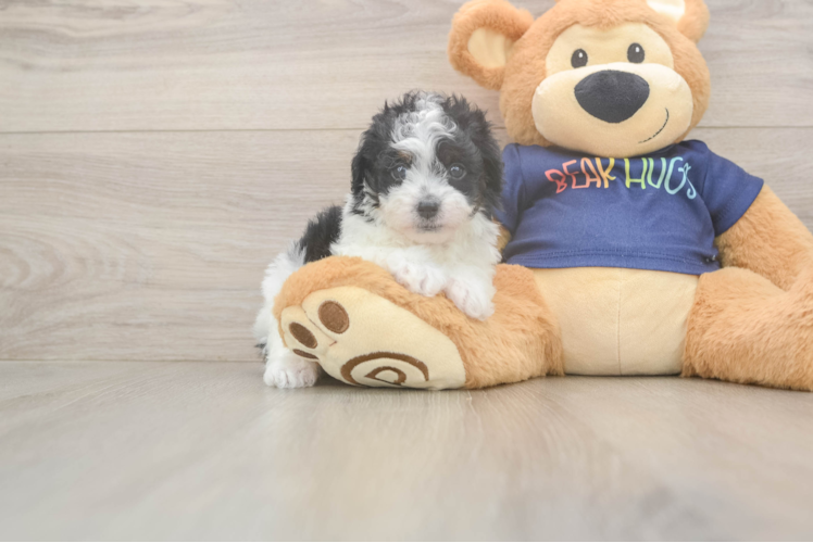 Havapoo Puppy for Adoption