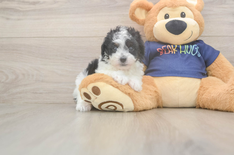 6 week old Havapoo Puppy For Sale - Lone Star Pups