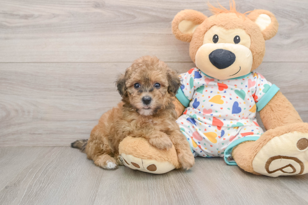 Small Havapoo Baby