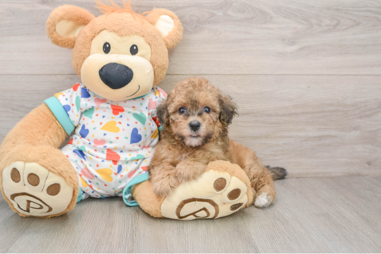 Best Havapoo Baby