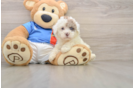 Havapoo Puppy for Adoption