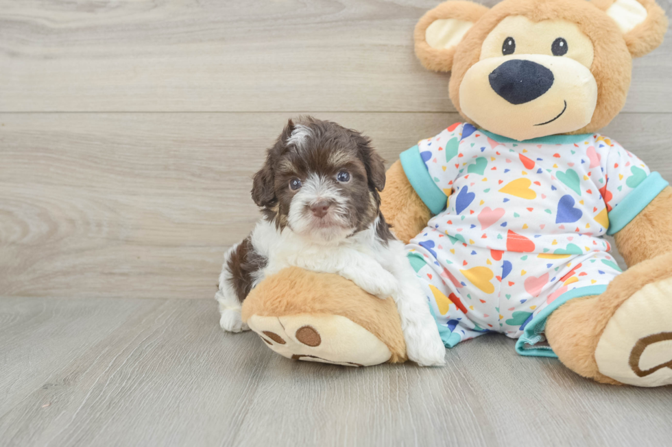 Little Havadoodle Poodle Mix Puppy