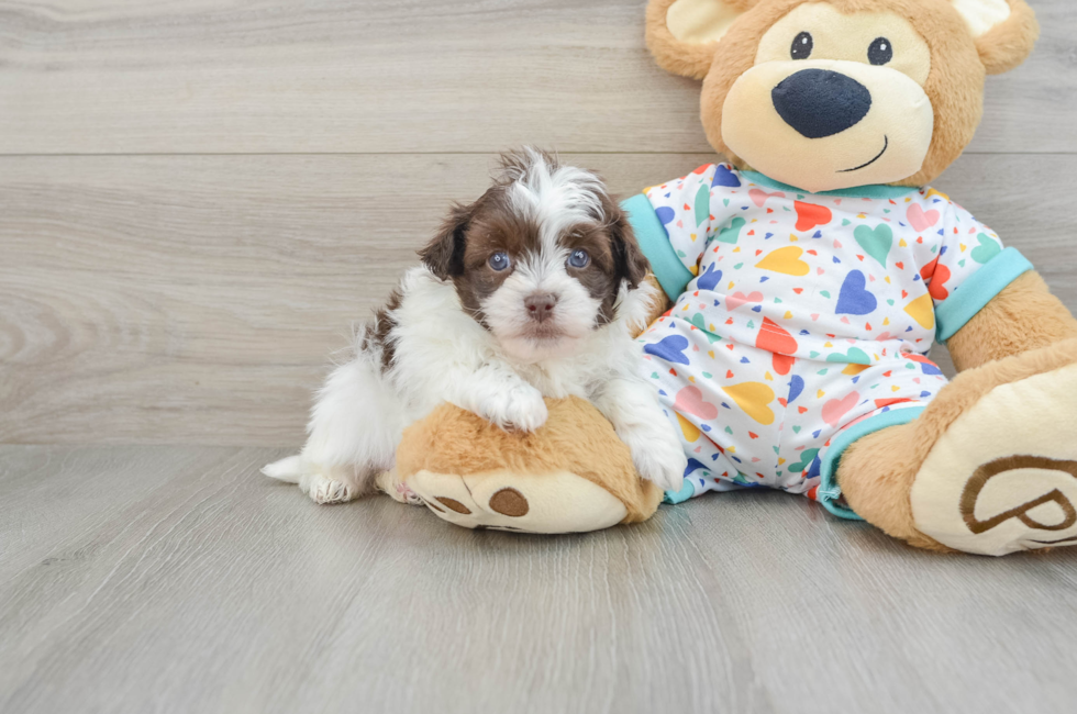 5 week old Havapoo Puppy For Sale - Lone Star Pups