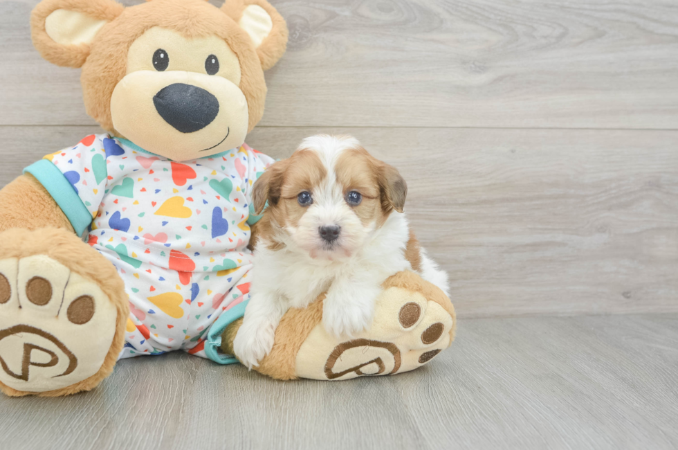 5 week old Havapoo Puppy For Sale - Lone Star Pups