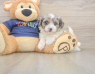 7 week old Havapoo Puppy For Sale - Lone Star Pups