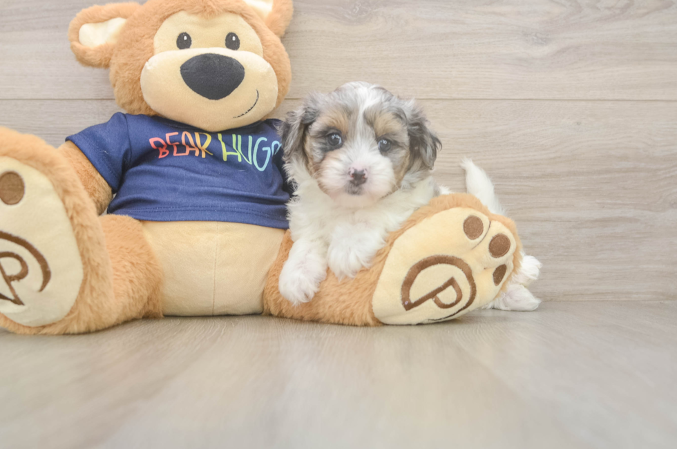 6 week old Havapoo Puppy For Sale - Lone Star Pups