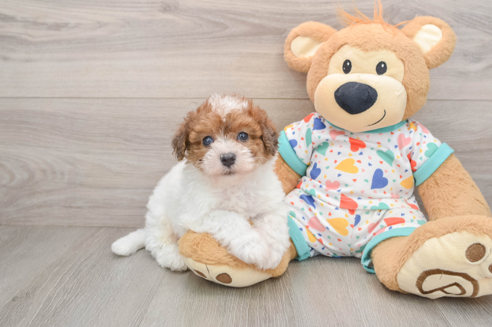 Hypoallergenic Havadoodle Poodle Mix Puppy
