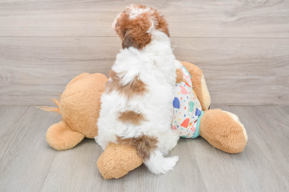 Energetic Havadoodle Poodle Mix Puppy