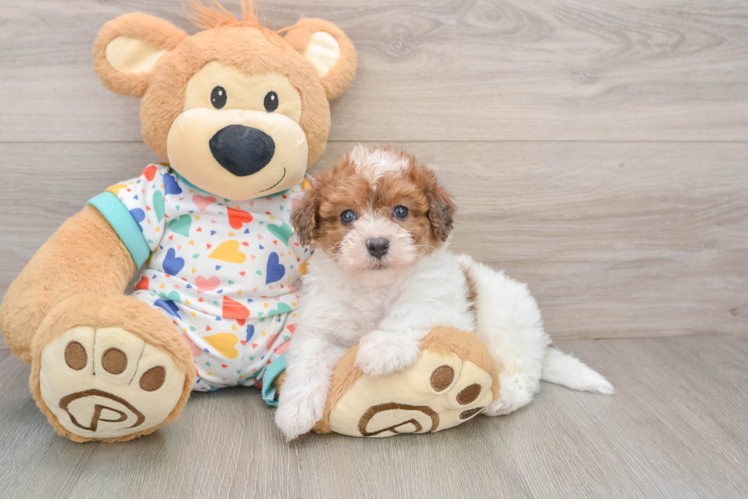 Funny Havapoo Poodle Mix Pup