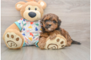 Havapoo Pup Being Cute