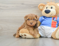 8 week old Havapoo Puppy For Sale - Lone Star Pups