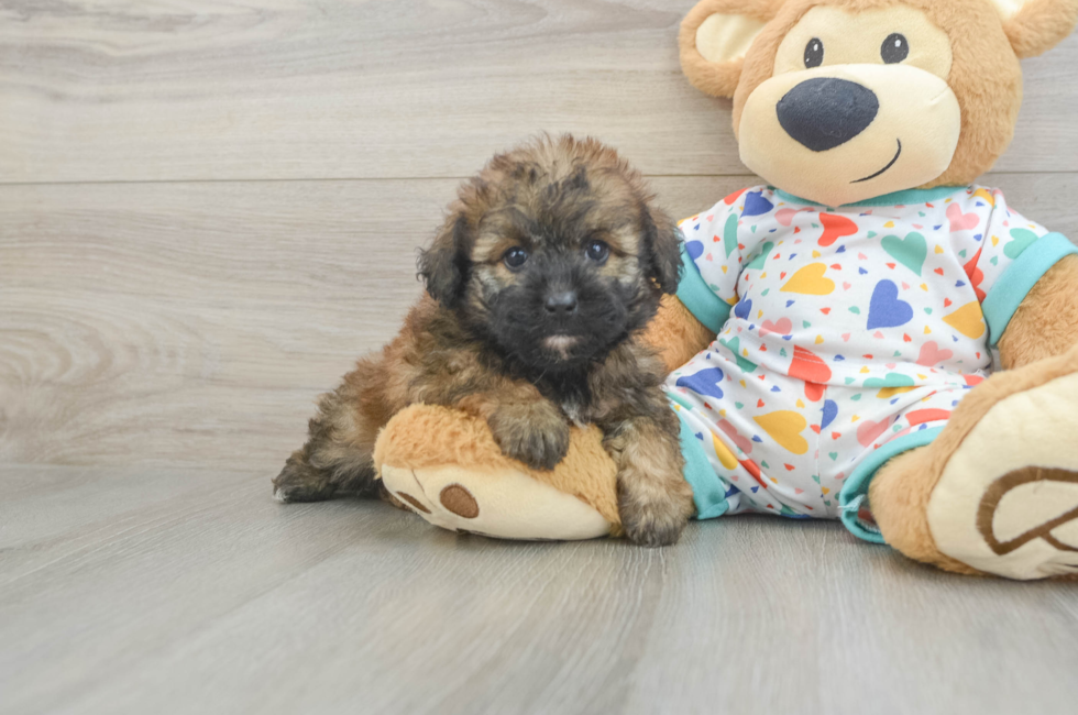 5 week old Havapoo Puppy For Sale - Lone Star Pups