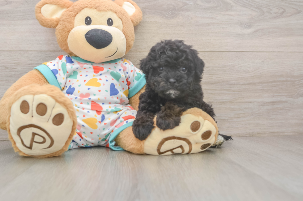 6 week old Havapoo Puppy For Sale - Lone Star Pups