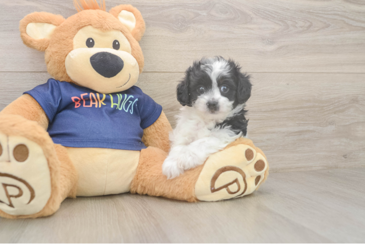 Playful Havadoodle Poodle Mix Puppy