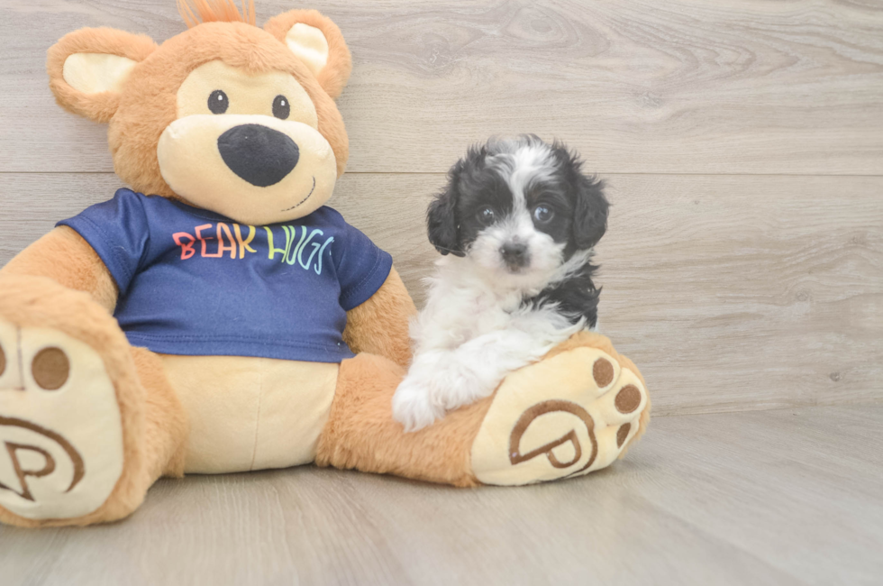 6 week old Havapoo Puppy For Sale - Lone Star Pups