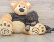 8 week old Havapoo Puppy For Sale - Lone Star Pups