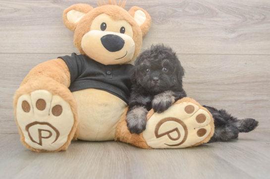 5 week old Havapoo Puppy For Sale - Lone Star Pups Little Havadoodle Poodle Mix Puppy