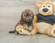 9 week old Havapoo Puppy For Sale - Lone Star Pups