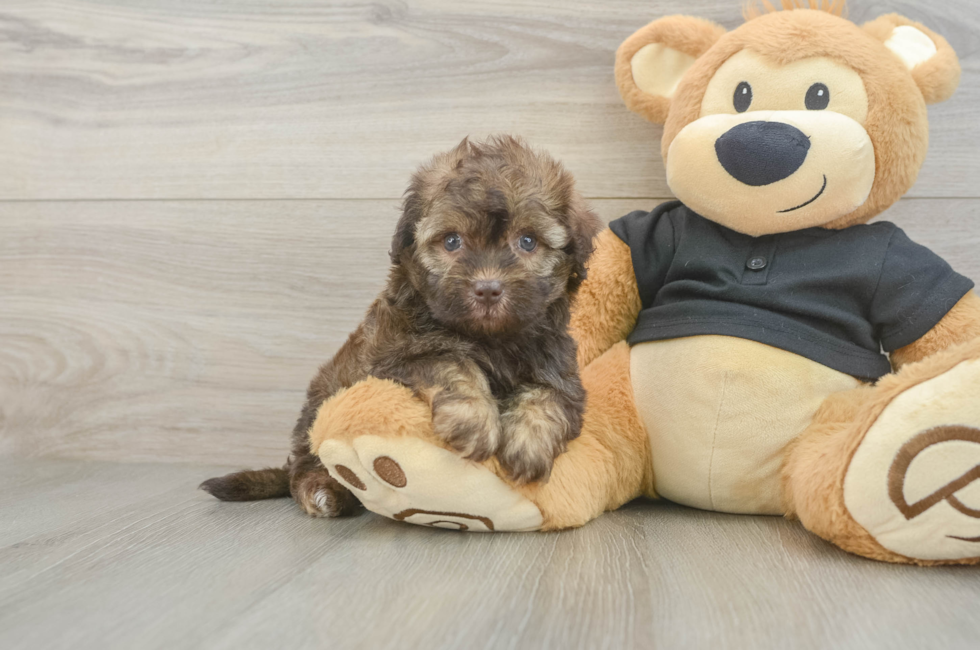 5 week old Havapoo Puppy For Sale - Lone Star Pups
