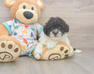 8 week old Havapoo Puppy For Sale - Lone Star Pups