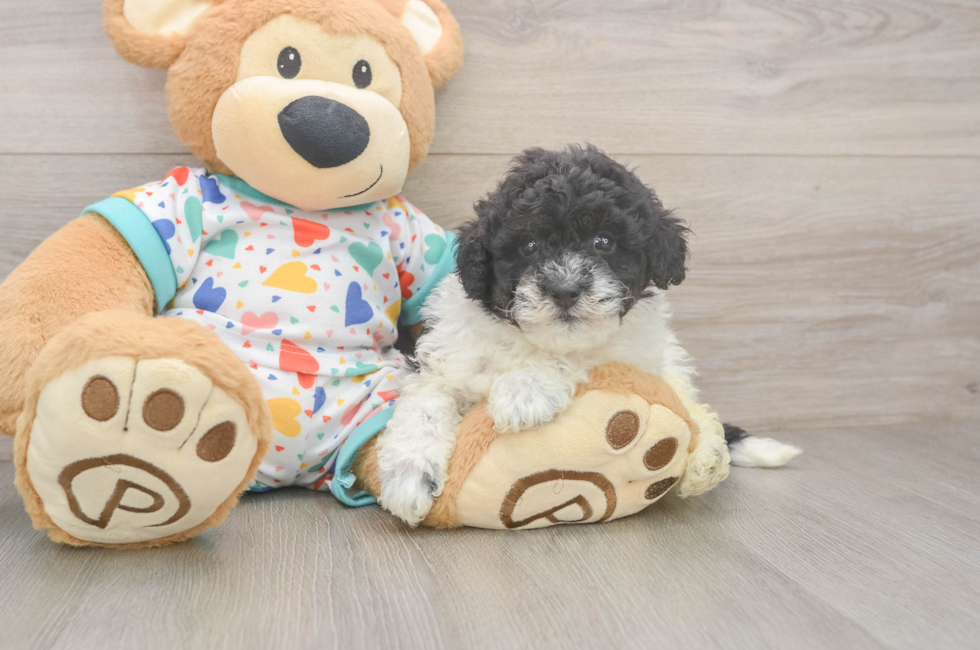6 week old Havapoo Puppy For Sale - Lone Star Pups