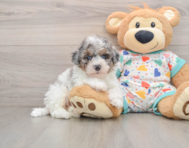 6 week old Havapoo Puppy For Sale - Lone Star Pups