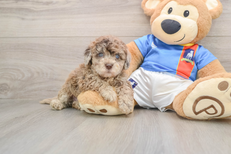 Havapoo Pup Being Cute