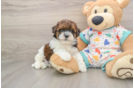 Havapoo Pup Being Cute